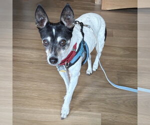 Sybil (OR) - Female Rat Terrier Dog for Adoption - Photo #3