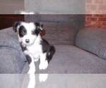 Small Photo #1 Border Collie Puppy For Sale in AIKEN, SC, USA