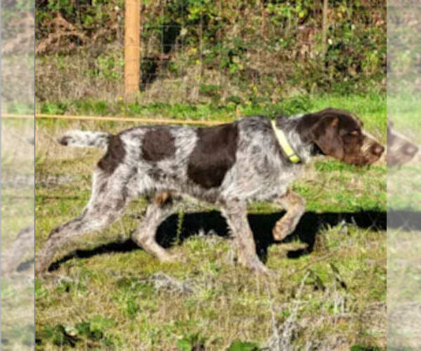 Medium Photo #1 German Wirehaired Pointer Puppy For Sale in PORT LUDLOW, WA, USA