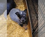 Puppy Petey Pirate Australian Cattle Dog