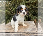 Small #3 Cavalier King Charles Spaniel-Miniature Bernedoodle Mix