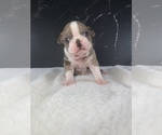Small Photo #26 Boston Terrier Puppy For Sale in TULARE, CA, USA