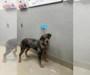 Rottweiler-Unknown Mix Dogs for adoption in Las Vegas, NV, USA