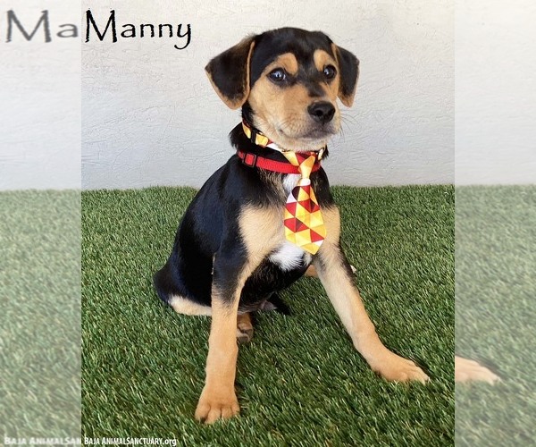 Medium Photo #1 Beagle-Unknown Mix Puppy For Sale in San Diego, CA, USA