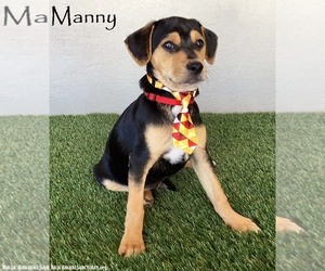 Beagle-Unknown Mix Dogs for adoption in San Diego, CA, USA