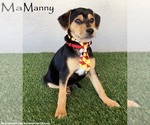 Small Beagle Mix