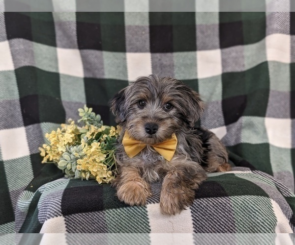 Medium Photo #7 YorkiePoo Puppy For Sale in LINCOLN UNIVERSITY, PA, USA