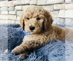 Small Photo #7 Goldendoodle-Poodle (Standard) Mix Puppy For Sale in HUNTINGTON, AR, USA