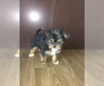 Small Photo #2 Shorkie Tzu Puppy For Sale in LAPEER, MI, USA