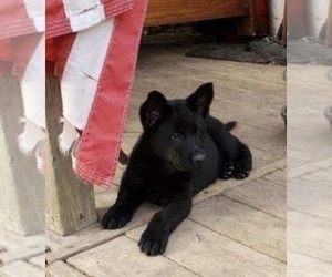 German Shepherd Dog Puppy for sale in SHULLSBERG, WI, USA