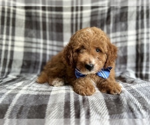 Goldendoodle (Miniature) Puppy for sale in LAKELAND, FL, USA