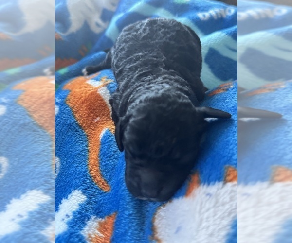 Medium Photo #6 Aussiedoodle-Bernedoodle Mix Puppy For Sale in BELTON, SC, USA