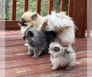 Pomeranian Puppy for sale in OXFORD, NC, USA