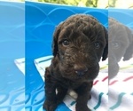 Small Photo #1 Labradoodle Puppy For Sale in TRYON, NC, USA