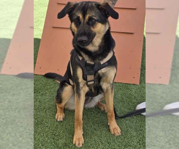 Medium Photo #3 German Shepherd Dog-Unknown Mix Puppy For Sale in Visalia, CA, USA
