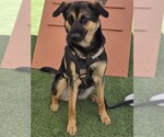 Small #2 German Shepherd Dog Mix