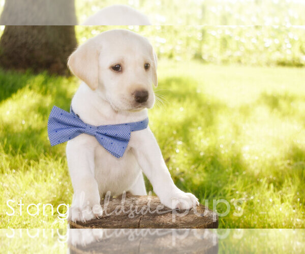 Medium Photo #3 Labrador Retriever Puppy For Sale in SIOUX CENTER, IA, USA