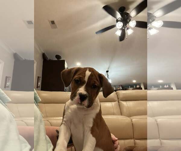 Medium Photo #6 American Staffordshire Terrier-Unknown Mix Puppy For Sale in Holly Springs, NC, USA