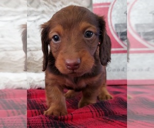 Dachshund Puppy for sale in VANZANT, MO, USA