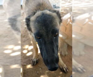Lily - Female Mutt Dog for Adoption - Photo #11