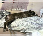 Small #4 Labrador Retriever-Plott Hound Mix