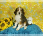Small Photo #79 Bernedoodle-Poodle (Toy) Mix Puppy For Sale in BLACK FOREST, CO, USA