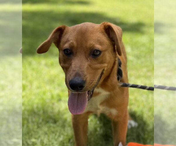 Medium Photo #2 Mutt Puppy For Sale in Yardley, PA, USA