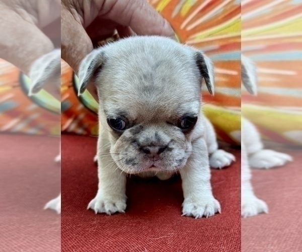 Medium Photo #10 French Bulldog Puppy For Sale in PROVIDENCE, NC, USA