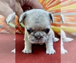 Small Photo #10 French Bulldog Puppy For Sale in PROVIDENCE, NC, USA