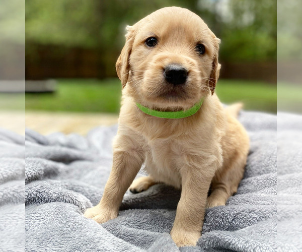 Medium Photo #3 Golden Retriever Puppy For Sale in BUTNER, NC, USA