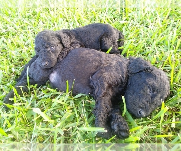 Medium Photo #14 Goldendoodle Puppy For Sale in SUMMERFIELD, LA, USA