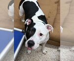 Small #1 American Pit Bull Terrier Mix