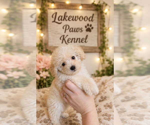 Medium Photo #2 Maltipoo (Miniature) Puppy For Sale in CONROE, TX, USA