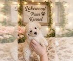 Small #1 Maltipoo (Miniature)
