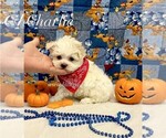Image preview for Ad Listing. Nickname: Charlie
