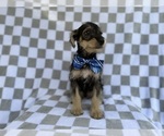Small #3 Schnauzer (Miniature)
