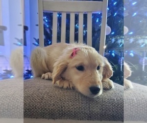 Golden Retriever Puppy for sale in GOSHEN, IN, USA
