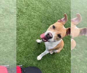 American Pit Bull Terrier Dogs for adoption in Redwood City, CA, USA
