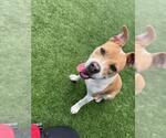 Small American Pit Bull Terrier