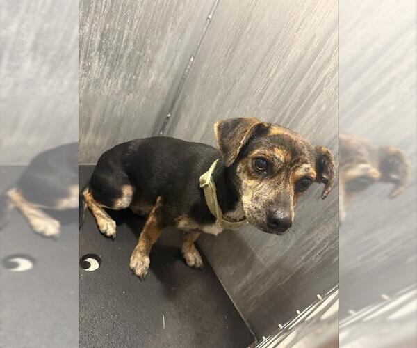 Medium Photo #1 Chihuahua-Unknown Mix Puppy For Sale in San Antonio, TX, USA