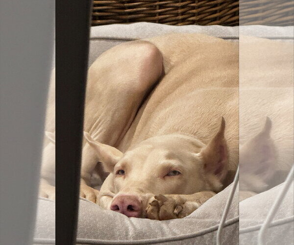 Medium Photo #4 Doberman Pinscher-Unknown Mix Puppy For Sale in Buffalo, MN, USA