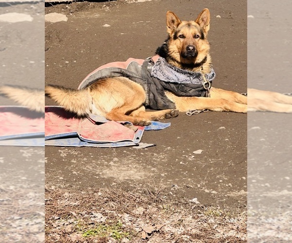 Medium Photo #1 German Shepherd Dog Puppy For Sale in WILMINGTON, IL, USA