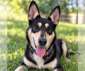 German Shepherd Dog-Unknown Mix Dogs for adoption in Mooresville, NC, USA