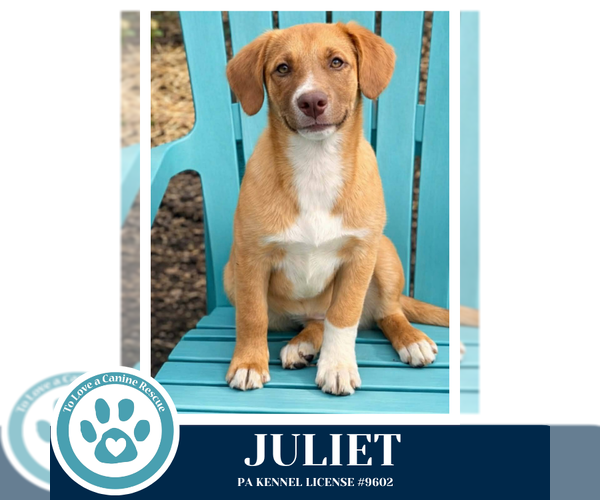 Medium Photo #3 Labrador Retriever-Unknown Mix Puppy For Sale in Kimberton, PA, USA