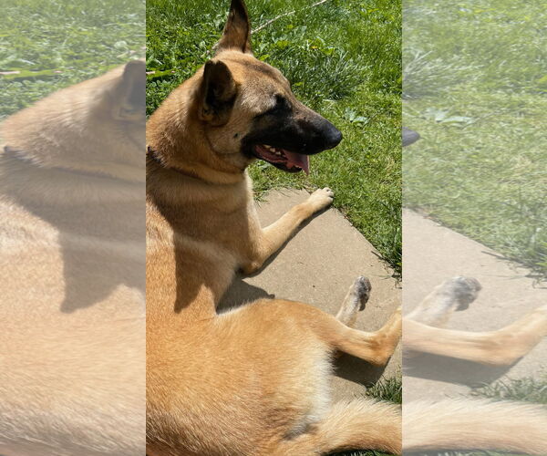 Medium Photo #2 Mutt Puppy For Sale in Stevens Point, WI, USA