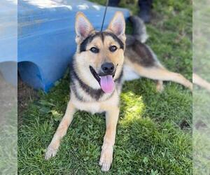 German Shepherd Dog-Unknown Mix Dogs for adoption in Modesto, CA, USA