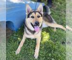Small German Shepherd Dog Mix