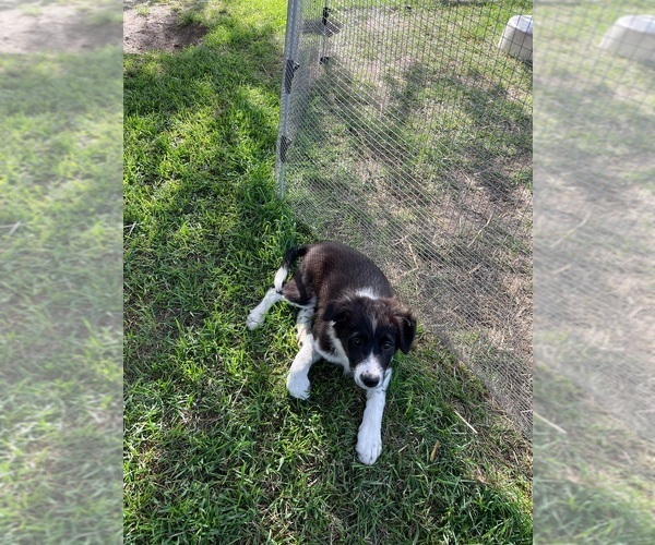 Medium Photo #4 Border Collie Puppy For Sale in BLOOMINGTON, WI, USA