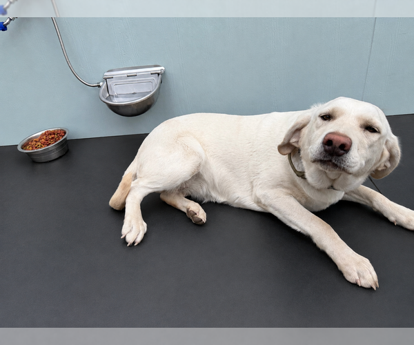 Medium Photo #1 Labrador Retriever Puppy For Sale in WHITNEY, TX, USA