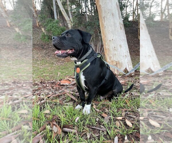 Medium Photo #12 American Staffordshire Terrier-Unknown Mix Puppy For Sale in Lake Forest, CA, USA